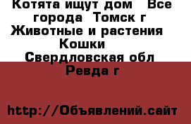 Котята ищут дом - Все города, Томск г. Животные и растения » Кошки   . Свердловская обл.,Ревда г.